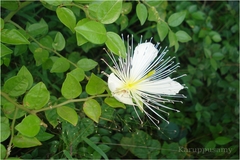 Capparis grandiflora